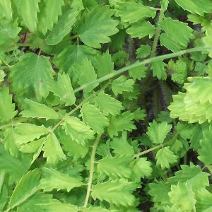 organic salad burnet seeds sanguisorba minor @ sowdiverse.ie
