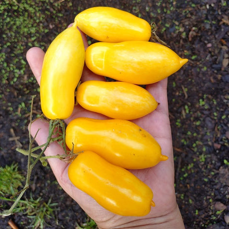 San Marzano yellow tomatoes, elongated plum shaped tomatoes. San marzano yellow tomato seeds @ Sowdiverse.ie