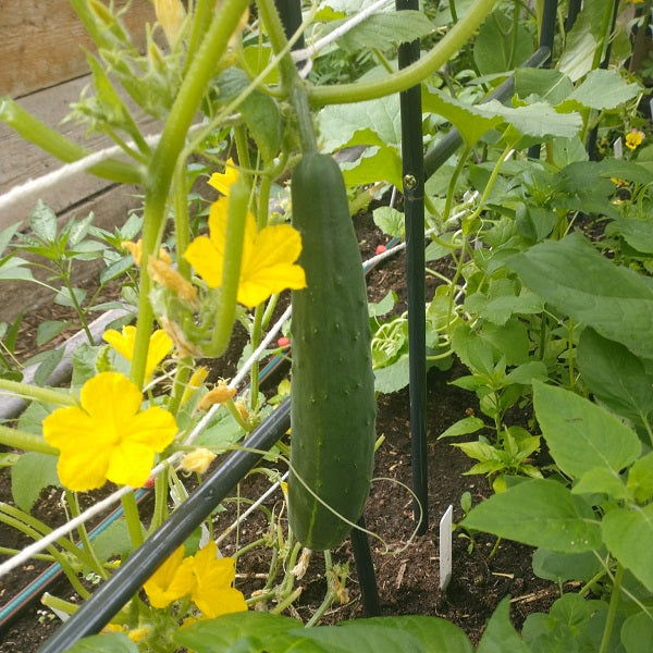 satsuki madori cucumber seedsJapanese heirloom @ sowdiverse.ie