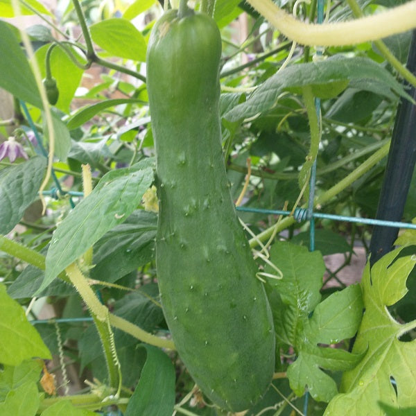 shintokiwa cucumber heirloom seeds irish grown @ sowdiverse.ie