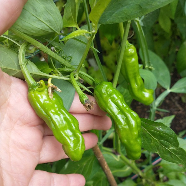 shishito pepper seeds @ sowdiverse.ie