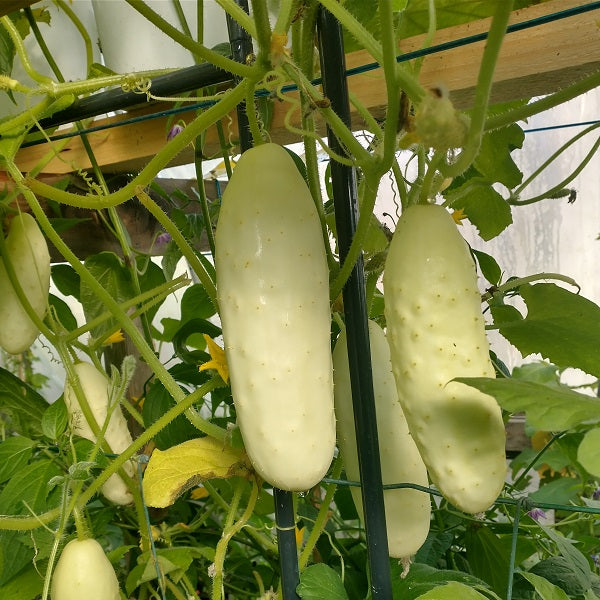 silver slicer cucumber seeds @ sowdiverse.ie