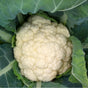snowball cauliflower palla di neve organic seeds @ sowdiverse.ie