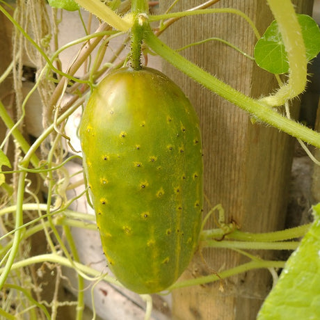 snow's fancy pickling cucumber heirloom seeds @ sowdiverse.ie
