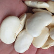 white spanish beans heirloom organic seeds @ sowdiverse.ie