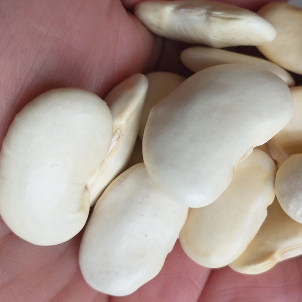 white spanish beans heirloom organic seeds @ sowdiverse.ie