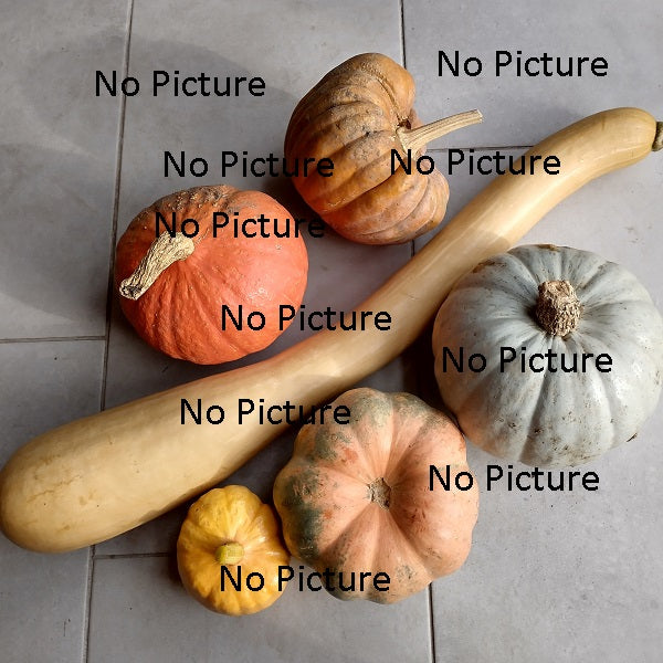 Sweet fall squash seeds heirloom 