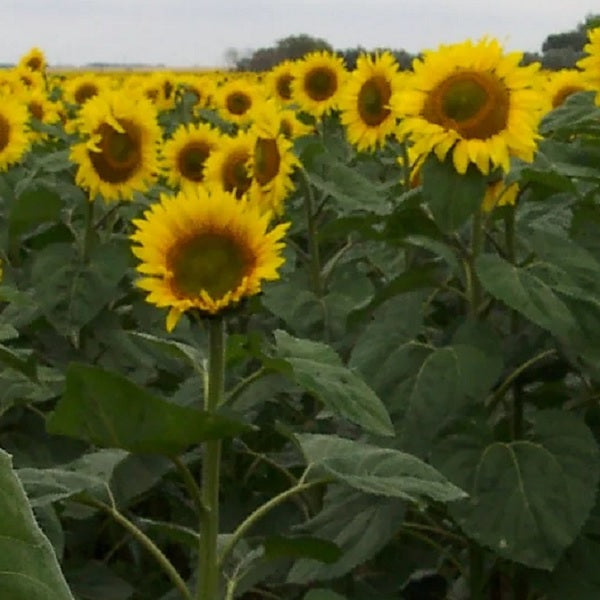 sunflower seeds for edible seeds @ sowdiverse.ie