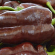 Sweet chocolate pepper seeds organic heirloom @ Sowdiverse.ie