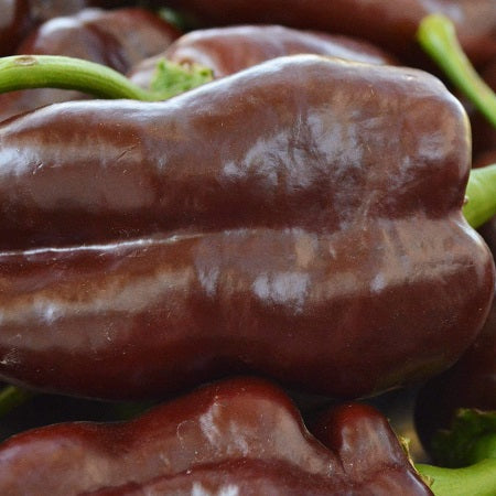 Sweet chocolate pepper seeds organic heirloom @ Sowdiverse.ie