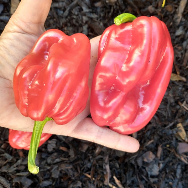 syrian 3 ribs pepper heirloom seeds @ sowdiverse.ie