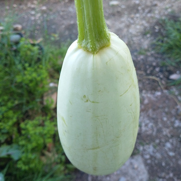 courgette syrian baladi seeds heirloom from syria @ sowdiverse.ie