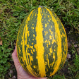 syrian squash seeds heirloom from syria grown and seed saved by sowdiverse.ie