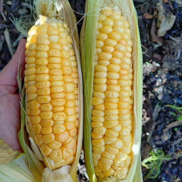 Two ears of yellow Syriian  sweet corn held in a hand outdoors, with the husks partially peeled back to show the kernels. Syrian sweet corn grown and seed saved by sowdiverse.ie