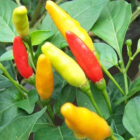 Tabasco chilli pepper heirloom seeds @ sowdiverse.ie