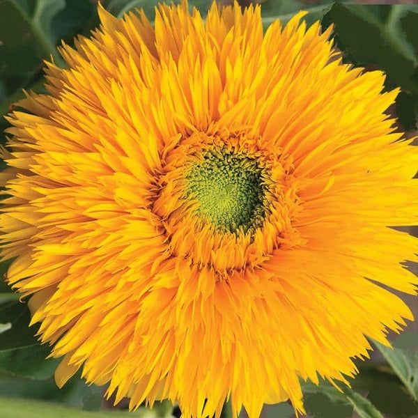 tall double sunflower seeds @ sowdiverse.ie