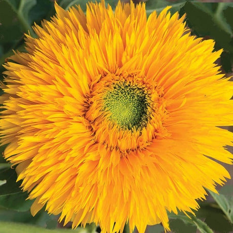 tall double sunflower seeds @ sowdiverse.ie