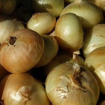tarassac onion seeds organic heirloom onion seeds @ sowdiverse.ie