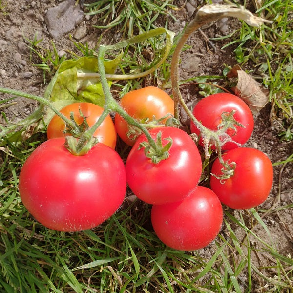 tatiana's russian patio dwarf tomato seeds ossi pledged @ sowdiverse.ie