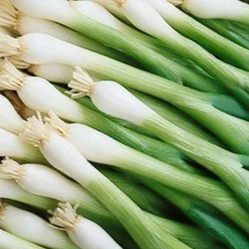 tokyo long white bunching onion seeds @ sowdiverse.ie