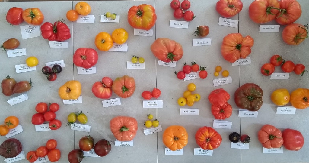 sow diverse heirloom tomato seeds ireland