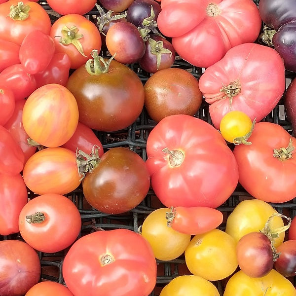 Tomato Tour of France mix seeds organic @ sowdiverse.ie