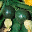 tondo di piacenza organic heirloom seeds @ sowdiverse.ie