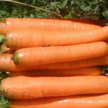 touchon carrot organic heirloom seeds ireland @ sowdiverse.ie