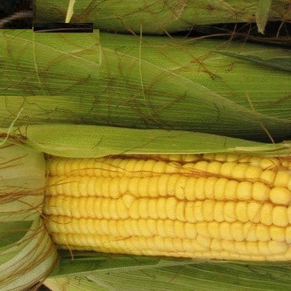true gold sweet corn seeds heirloom @ sowdiverse.ie