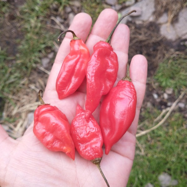 vegetarian chilli pepper seeds irish grown @ sowdiverse.ie