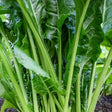 verde da taglio swiss chard seeds organic @ sowdiverse.ie