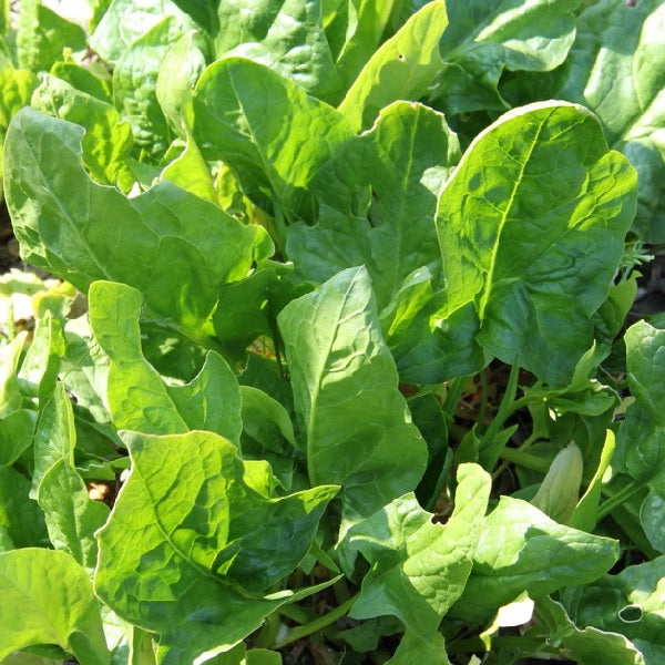 verdil winter spinach organic seeds @ sowdiverse.ie