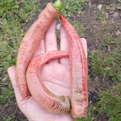 Vezena Piperka Pepper seeds heirloom  rezha pepper irish grown @sowdiverse.ie