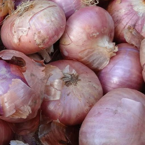 Viladesens onion seeds organic @ sowdiverse.ie