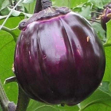 violet of Florence Aubergine seeds @ sowdiverse.ie