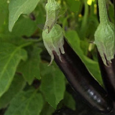 aubergine violette de Barbentane heirloom seeds @ sowdiverse.ie