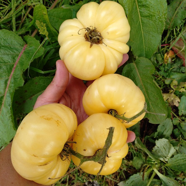 white wonder tomato seeds organic heirloom @ sowdiverse.ie