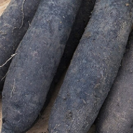 Radish Noir Gros Long d'Hiver seeds heirloom black radish @sowdiverse.ie