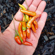 Yatsufusa japanese chilli pepper seeds heirloom @ sowdiverse.ie
