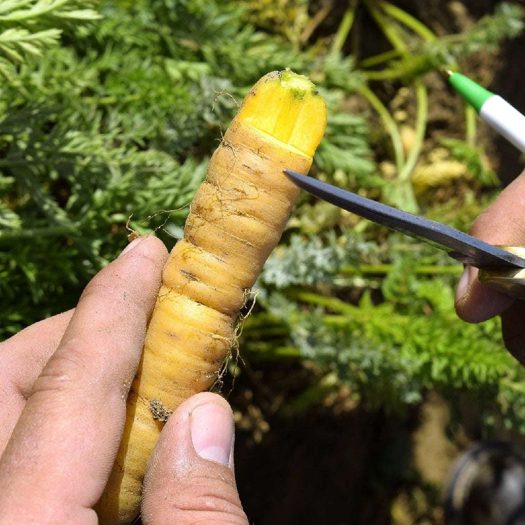 Cutting yellow carrot in garden image sowdiverse.ie