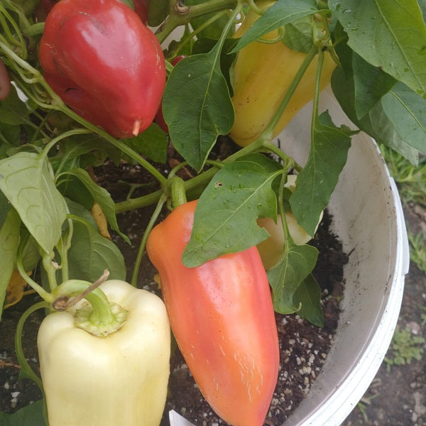 zorza sweet pepper heirloom seeds plant @ sowdiverse.ie