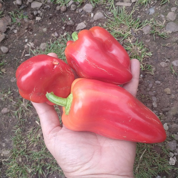 zorza sweet pepper heirloom seeds @sowdiverse.ie