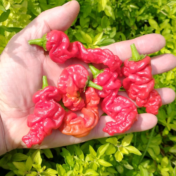 Zou Pi chilli pepper seeds heirloom @ sowdiverse.ie