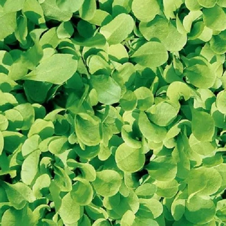 chicory zuccherina di trieste seeds organic cicoria heirloom seeds