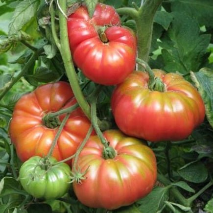 1884 Heirloom Tomato seeds organic Sow Diverse