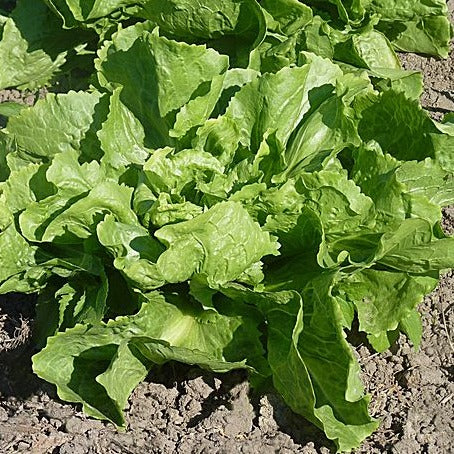 Geante Maraichere chicory organic Sow Diverse