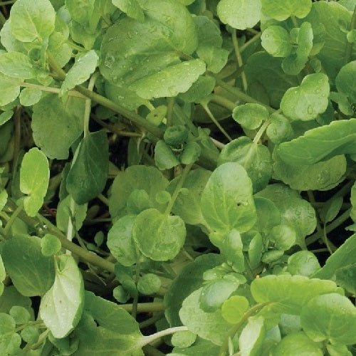 Alenois Watercress Plain Leaves organic Sow Diverse
