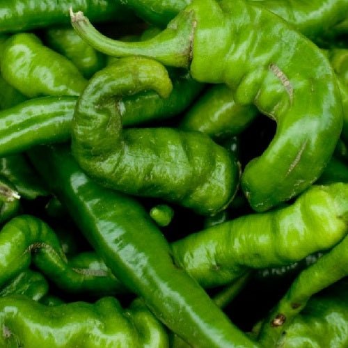 Anaheim Chili Pepper or New Mexico Pepper Sow Diverse