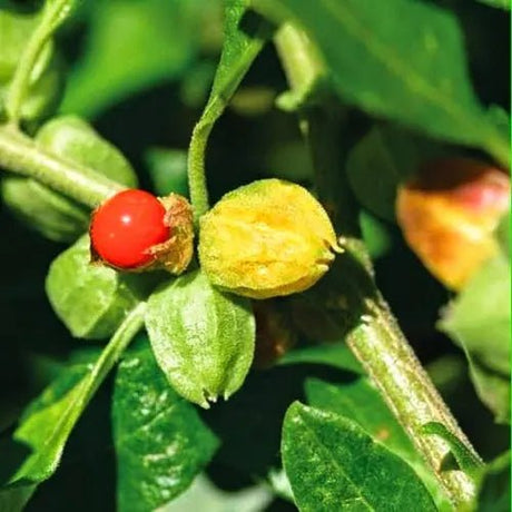 Ashwagandha Sow Diverse