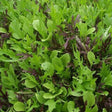 Asian young shoots mix organic Sow Diverse